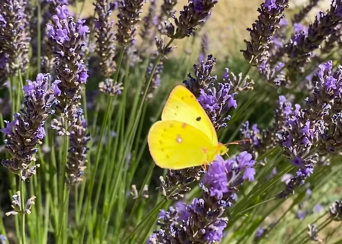 Bed & Breakfast L'escalade En Luberon Volx